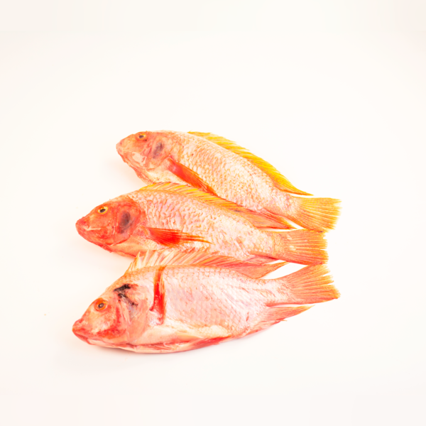 Mojarra