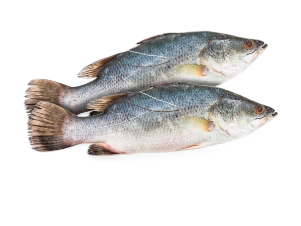 Robalo